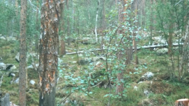 Wald-Flußgebiet am Ivalojoki